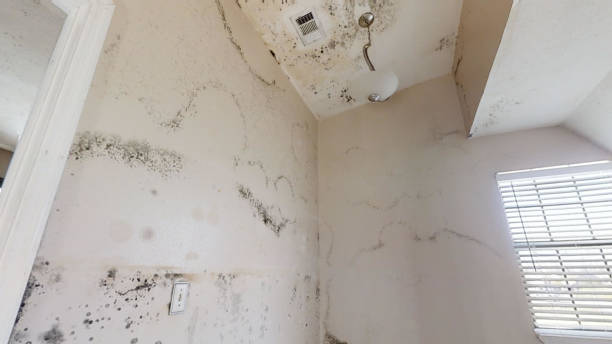 Best Real Estate Mold Inspection  in Stewartville, MN
