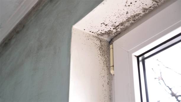 Best Mold Damage Restoration  in Stewartville, MN
