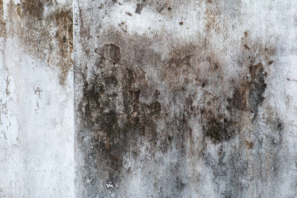 Asbestos and Lead Testing During Mold Inspection in Stewartville, MN
