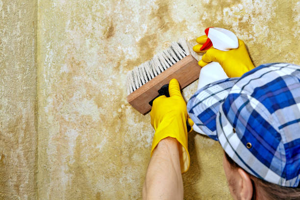  Stewartville, MN Mold Removal Pros
