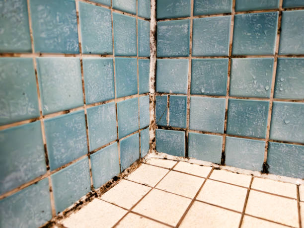 Stewartville, MN Mold Removal Company