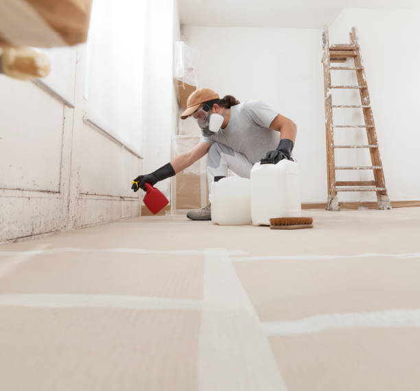 Best Water Damage & Mold Remediation  in Stewartville, MN
