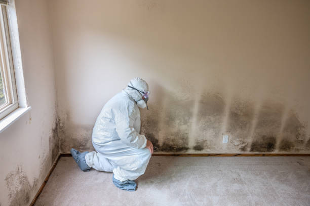 Best Environmental Consulting for Mold Prevention  in Stewartville, MN