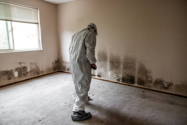 Best Crawl Space Mold Remediation  in Stewartville, MN