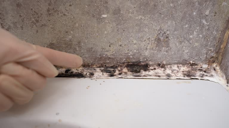 Best Black Mold Removal  in Stewartville, MN